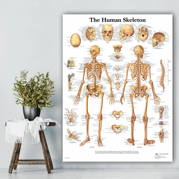 Скелетната Система Плакат Анатомическая Диаграма Скелет на Човешкото Тяло Медицинско Изкуство Стенен Плакат Платно Картина за Офиса Дома